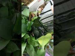 Superglanz-Schwarz-Pulverbeschichtung